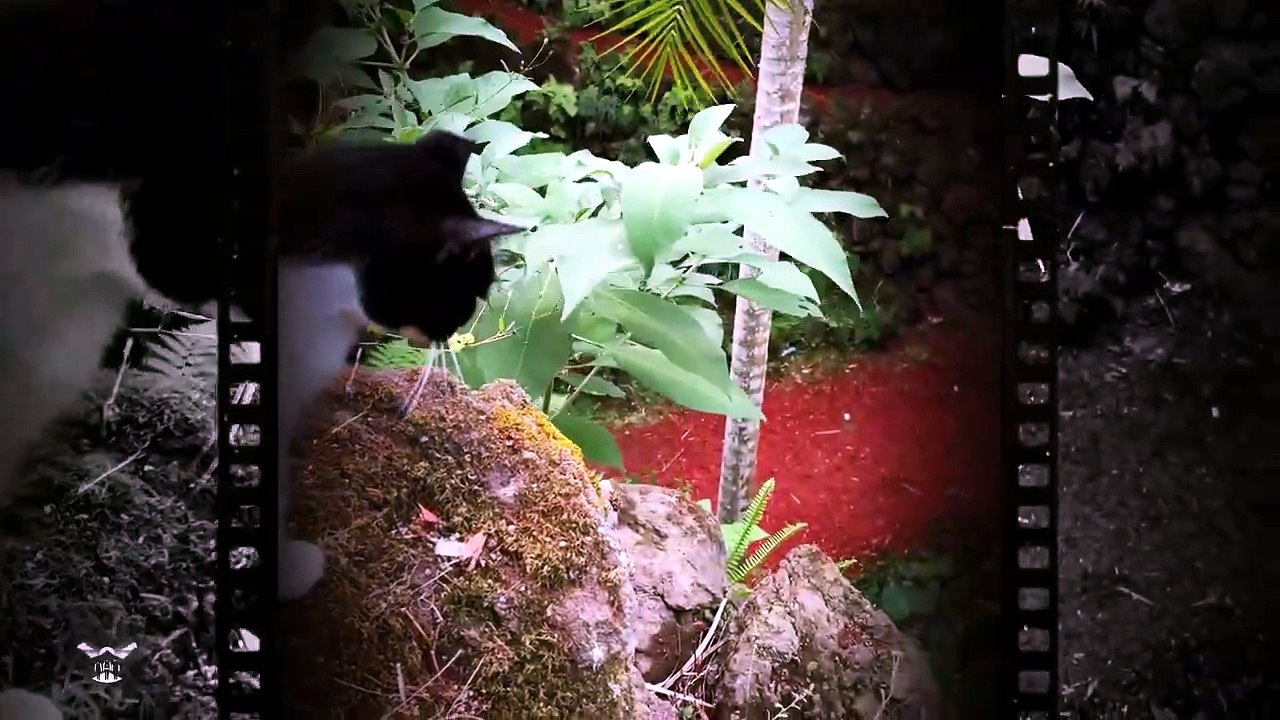 Açores: Parece a Selva, mas é em Portugal! 🏝️...