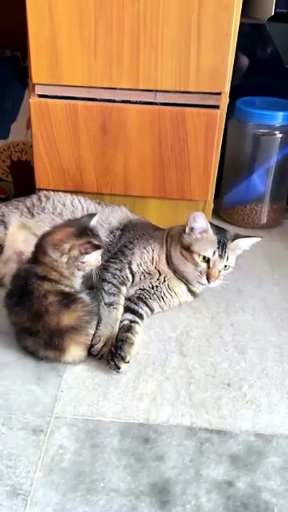 Let's play mommy. . . 😸😸😸