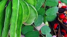 This Tiny Seed Can Kill You… 😨