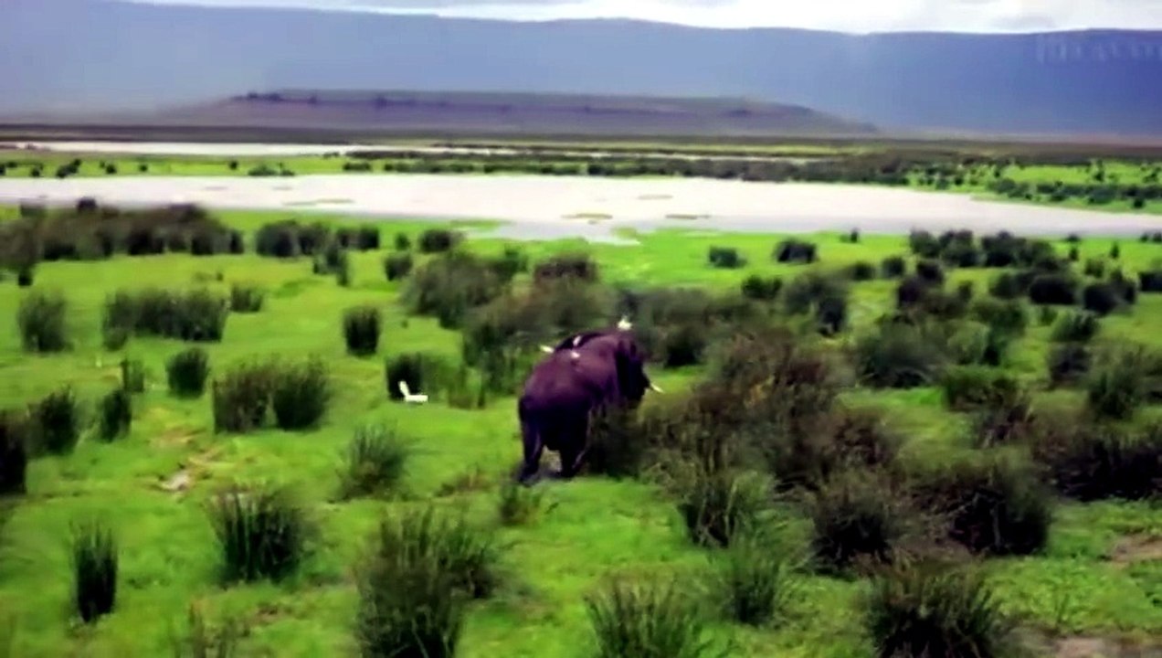AFRICAN SAFARI-1