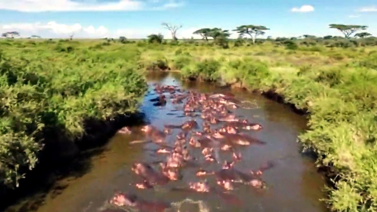 AFRICAN SAFARI