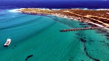 Fears of bird flu infecting sea lion and penguin populations in South Australia