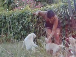 Attaque de 3 Chiots Labradors