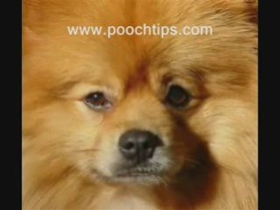 Dog parvo symptoms what can you do