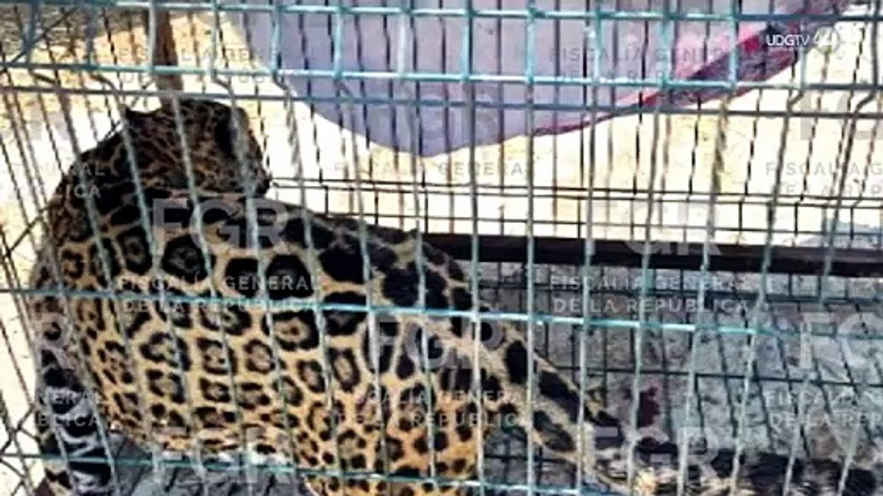 Niños reportan rugidos en domicilio de Zapopan; aseguran un puma y un jaguar