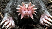 Faster Than Your Brain Can Blink | Star-Nosed Mole | Deep Wildlife
