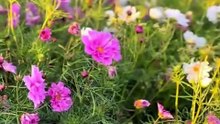 Cosmos Bipinnatus Double Bonbon Rose Pink Bicolour Perennial Flower
