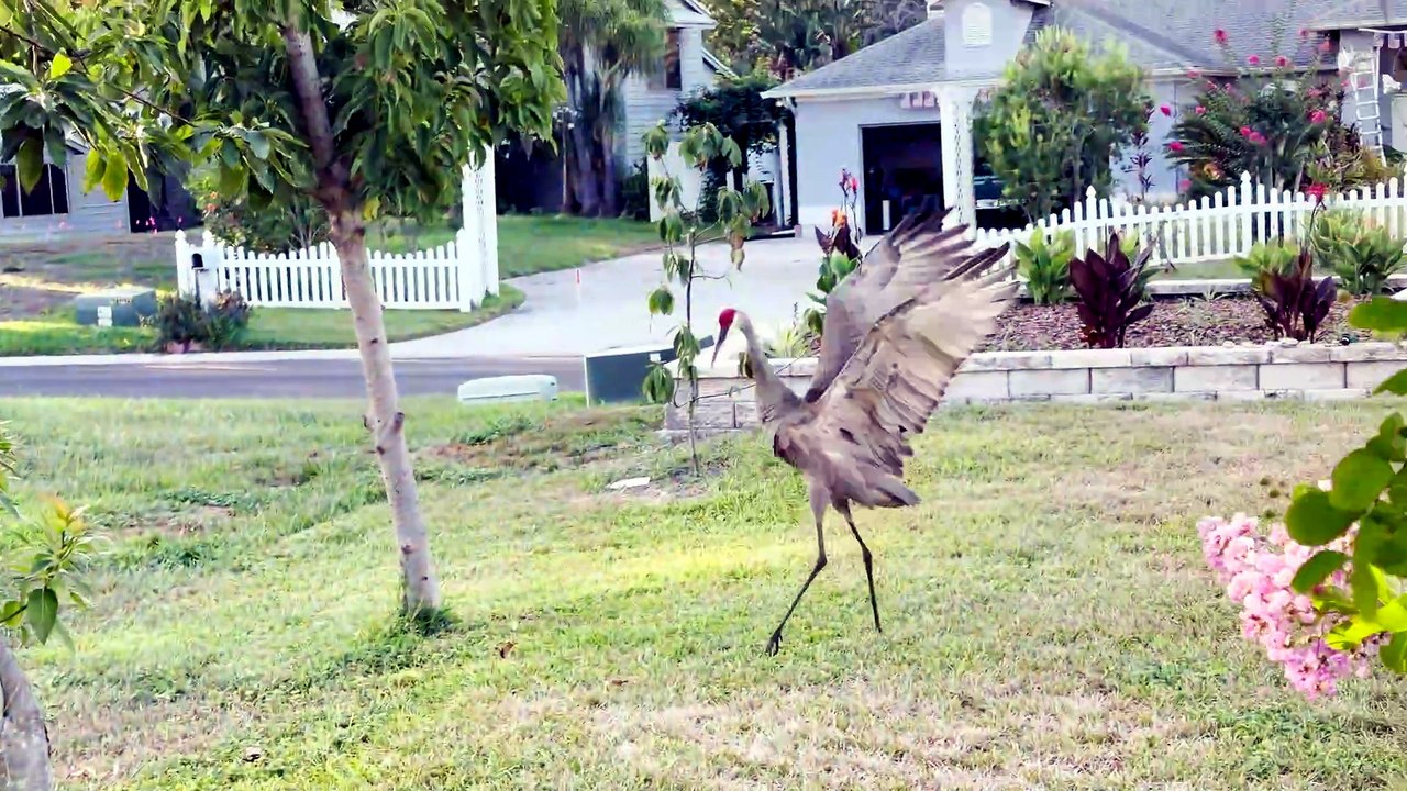 Sandhill Cranes Put On Beautiful Courtship Display