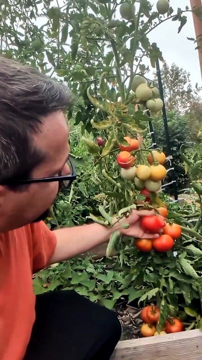 tomate moneyMaker #potager #jardinage #tomate