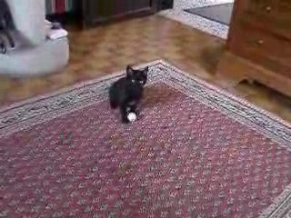 Chatte et boule
