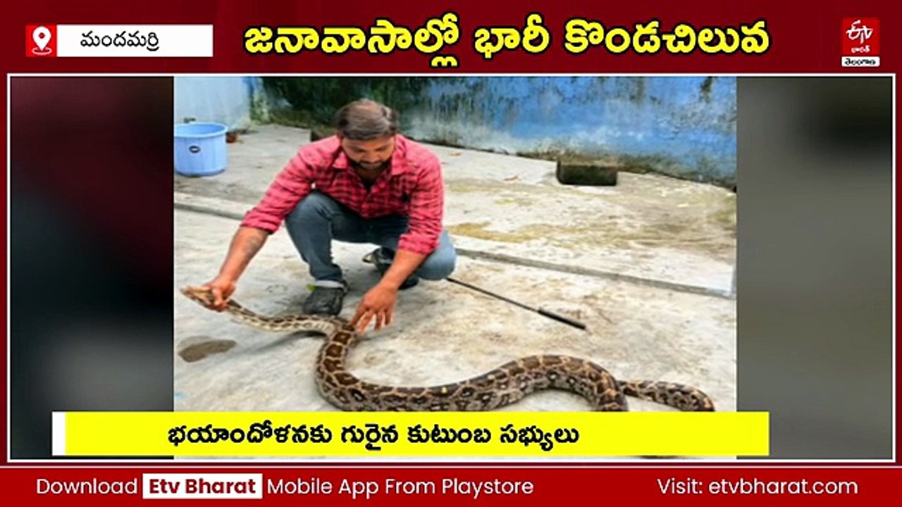 ఇంటి ఆవరణలో 12 అడుగుల కొండచిలువ - ఆ విజువల్స్ చూస్తే!