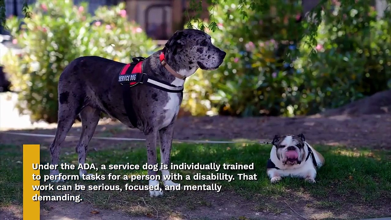 How to Keep Your Service Dog Busy: 12 Practical Ideas