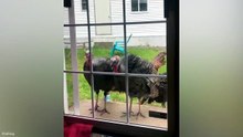 🐾 Animal Fails That Everyone Loves! #Funny #Animals#viral#funnyvideo