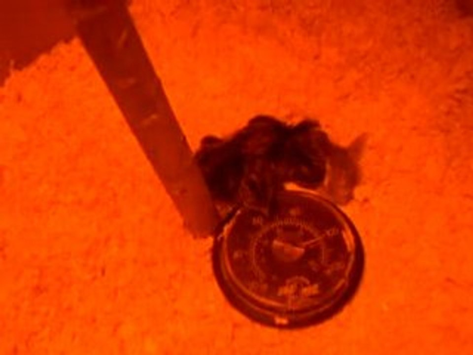 caille bébé d'un jour