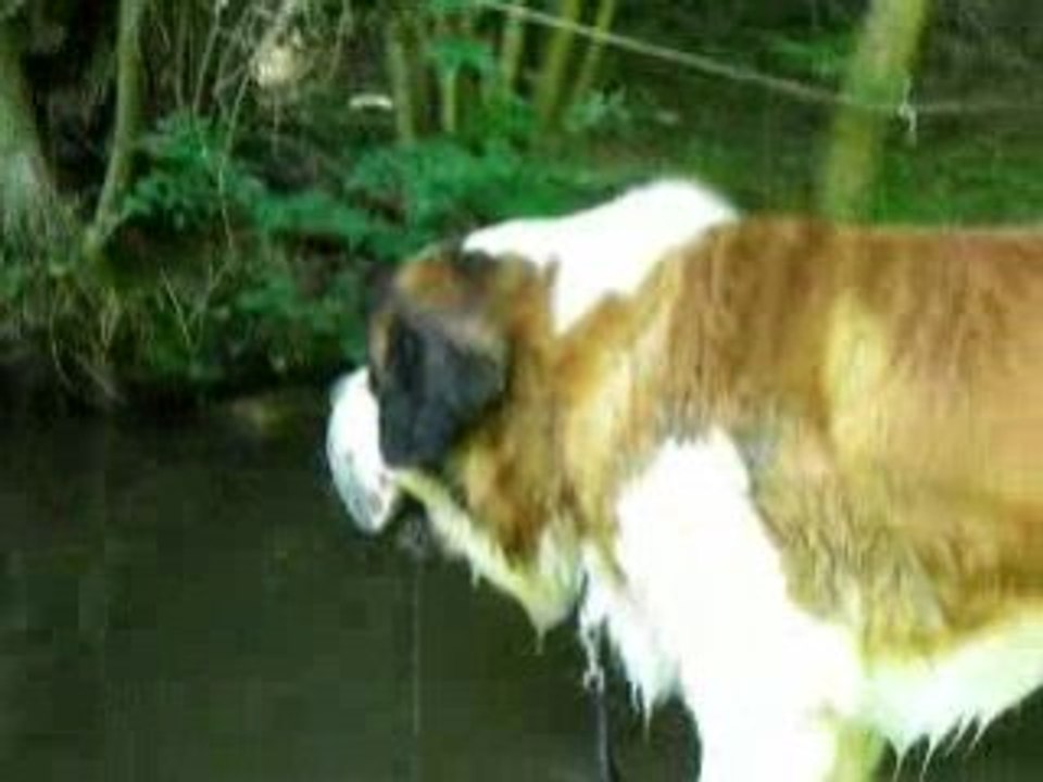 Baignade dans la foret Vol.2