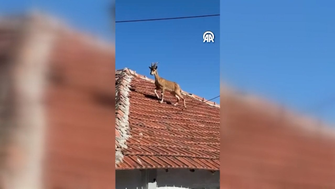 Yozgat'ta evin çatısında dağ keçisi görüntülendi