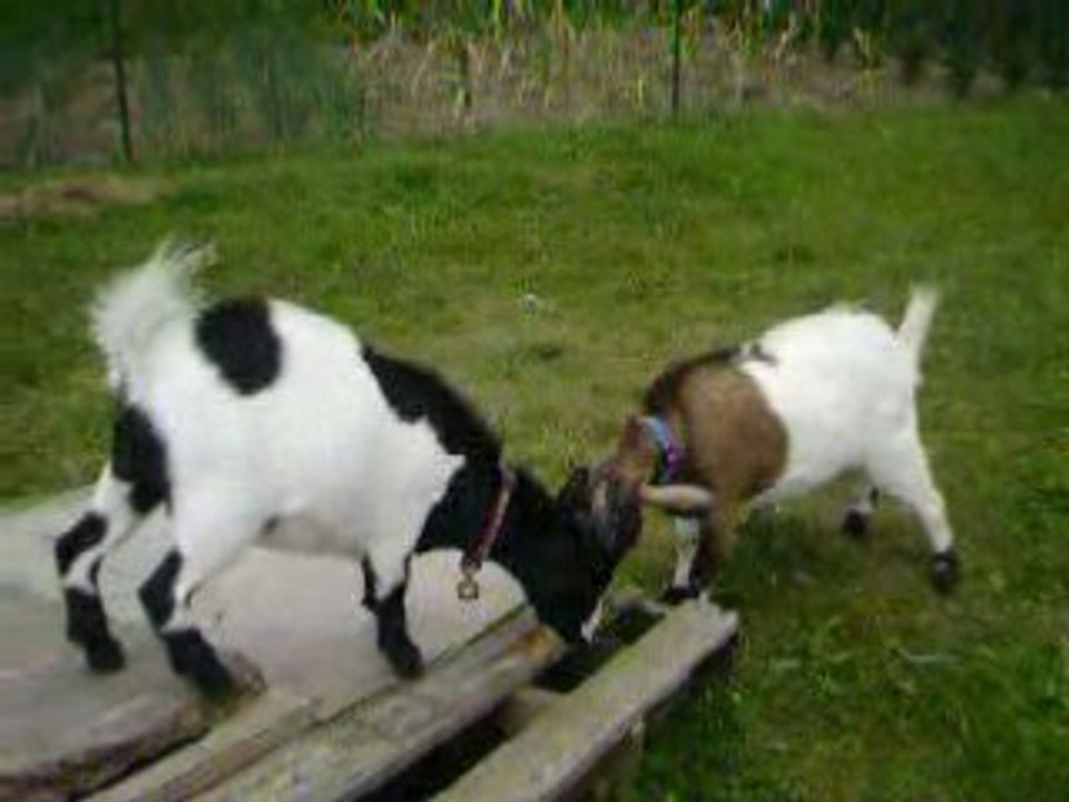 mes chevres