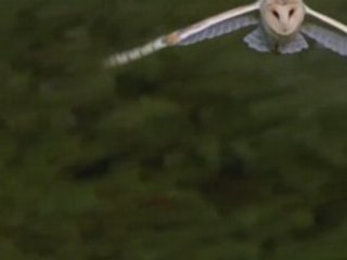 NATIONAL GEOGRAPHIC Hiboux tueur de l'ombre.2