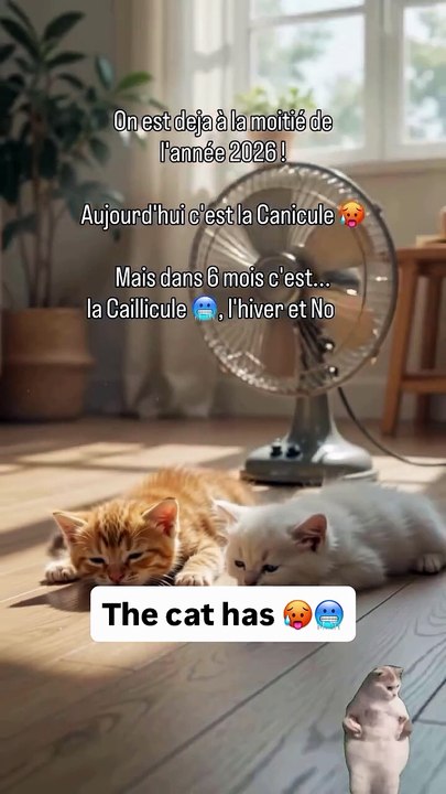 The cat has 🥵🥶.mp4