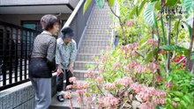 新日本風土記「東京の庭」