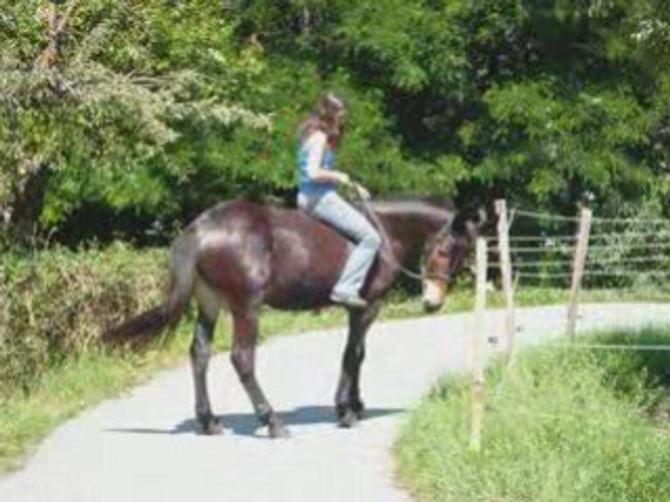 Ramses séance photo