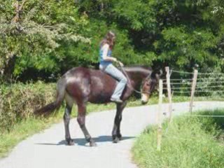 Ramses séance photo