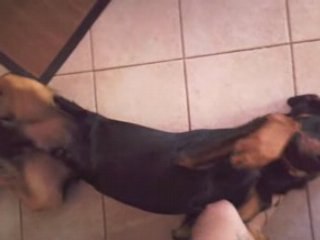 bartok du conte de christo