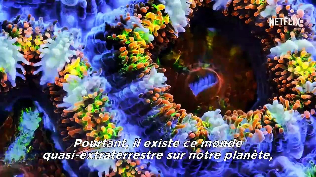 Chasing Coral