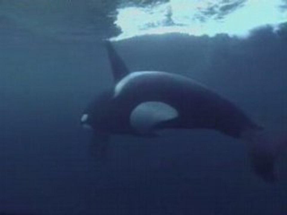 NATIONAL GEOGRAPHIC orques predateurs des mers.1