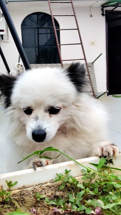 Cute Fluffy Dog Eating Fresh Grass | Funny & Adorable Pet Video