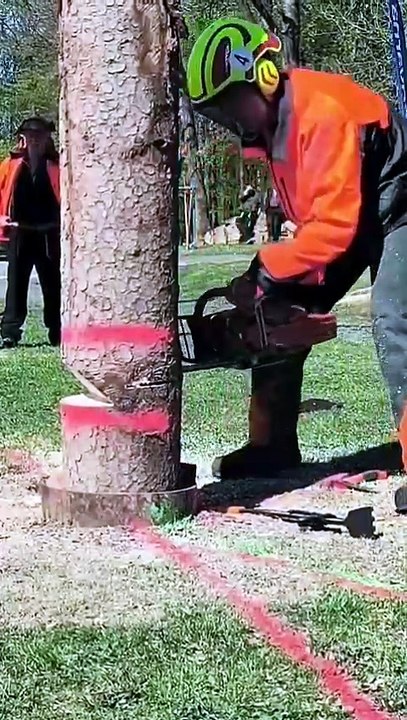 Tree Cutting Techniques Competitions 🌲