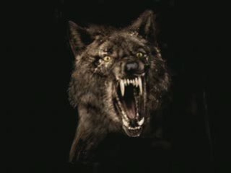 LE LOUP DANS LA BERGERIE