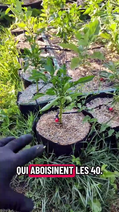 Bac en métal et sac de culture noir... ça donne quoi ? #jardinage #potager #recolte #betterave #pata