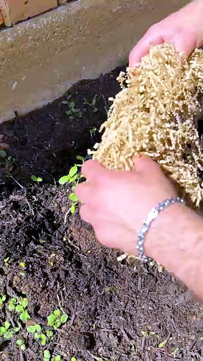 Simple Planting Hack 💧🌱