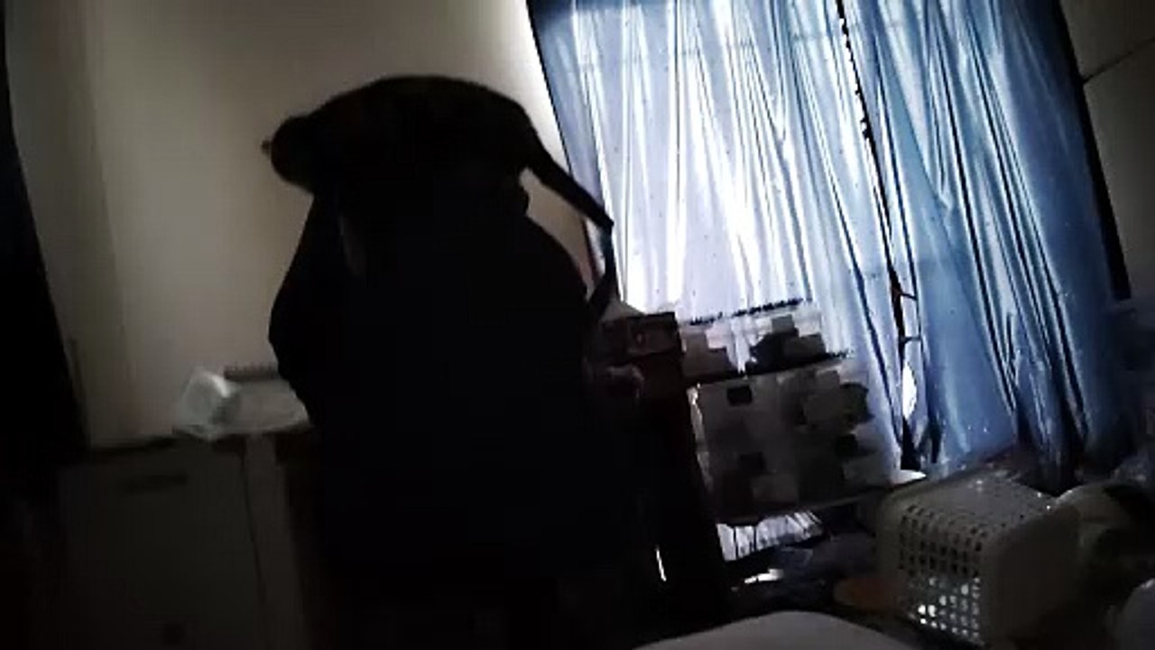 ゲーミングチェアの上に立つココア