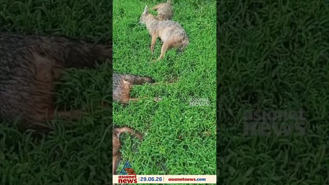 അങ്കമാലി നായത്തോട് ഭാഗത്ത് പൊട്ടിക്കിടന്ന വൈദ്യുതി ലൈനിൽ നിന്നും ഷോക്കേറ്റ് കുറുനരികൾ ചത്തു