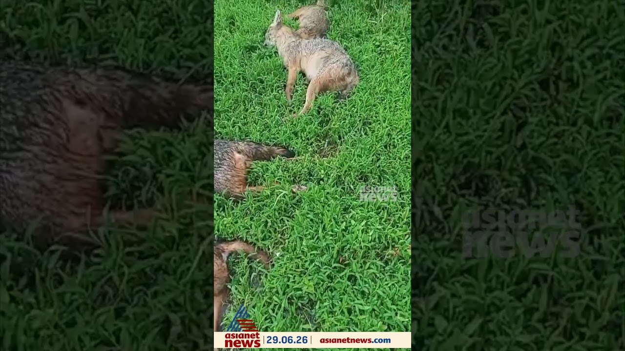 അങ്കമാലി നായത്തോട് ഭാഗത്ത് പൊട്ടിക്കിടന്ന വൈദ്യ...