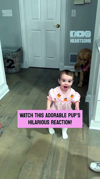 The puppy can't hold back her caution when the cheerful toddler comes closer