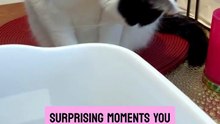 The curious cats gently meet baby turtle hatchlings for the first time