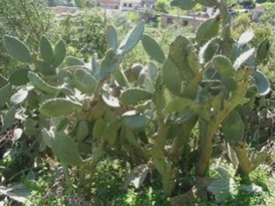 ELDJIDA
