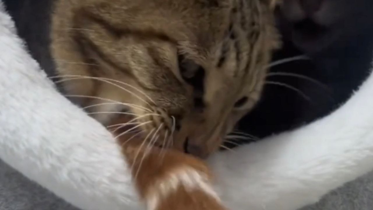 Naughty cat tests buddy's patience by throwing its tail in its face