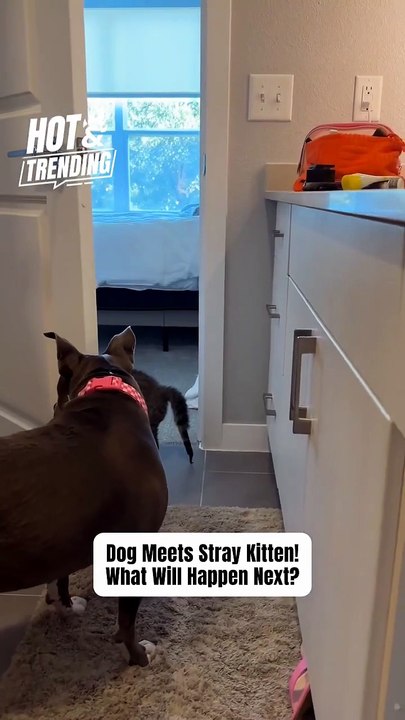 Incredible Bond Between Spoiled Pup and Homeless Kitten