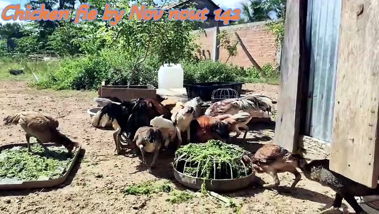 Many flocks of chickens are eating natural food.Chicken fie by Nov nout 142