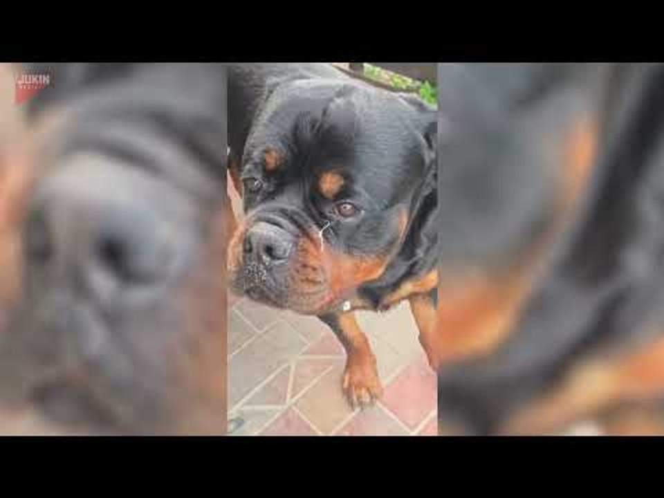 Dogs Rip Up Pillows and Make Mess in Home