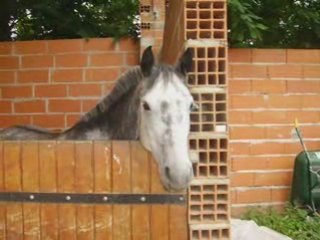 poney club de grenade