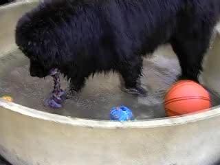 rémus dans sa piscine