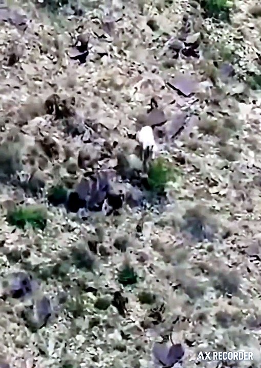 Group of hamadryas baboon attack donkey in mountain 🔥