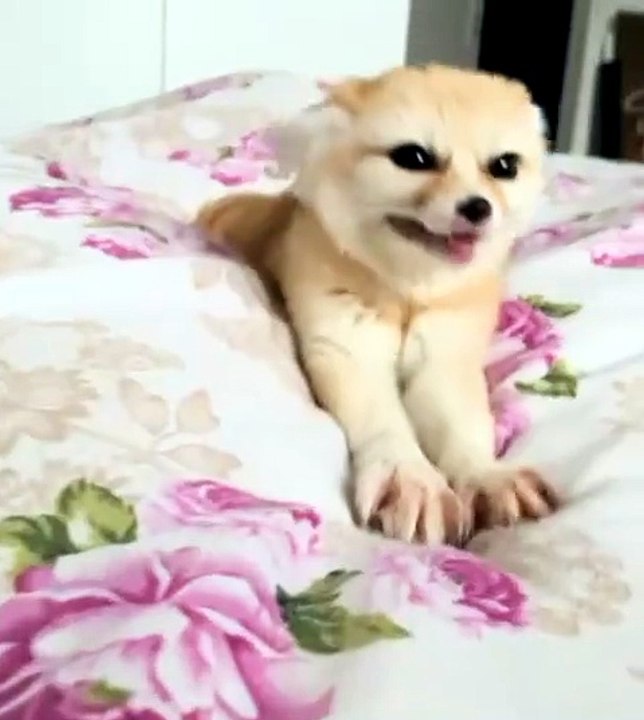 Cute animal
