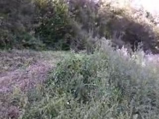 Moto 50 cc