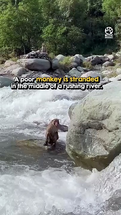 She was moments from being swept away when the rescuers stepped in 🙏
